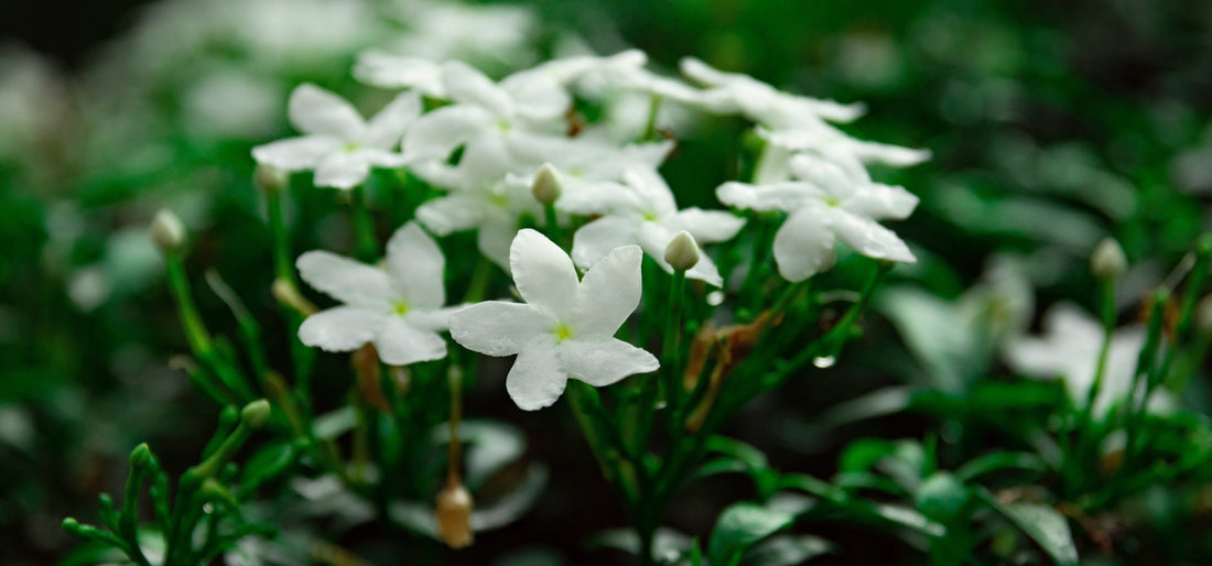 10 van de meest kostbare ingrediënten in jouw parfum