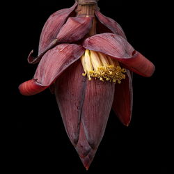 Bananenbloem