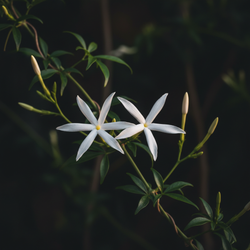 Jasmijn Grandiflorum