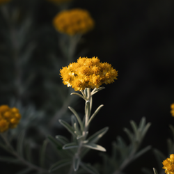 Strobloem