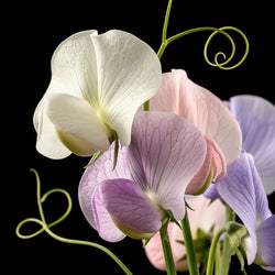 Welriekende lathyrus