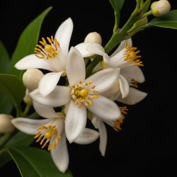 Afrikaanse oranjebloesem