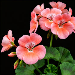 Bourbon geranium