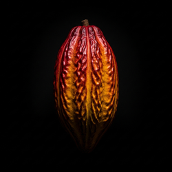 Cacao dop