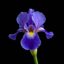 Iris