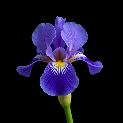 Iris