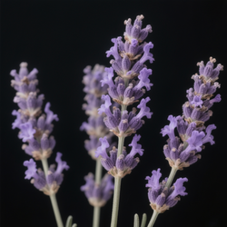 Lavendel