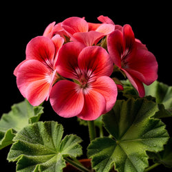 Geranium
