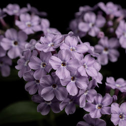 Heliotroop (vanillebloem)