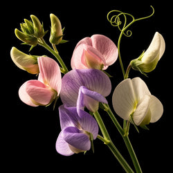 Lathyrus
