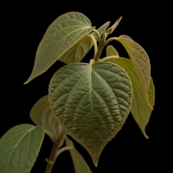 Indonesische patchoeli