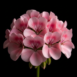 Pelargonium