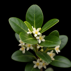 Pittosporum