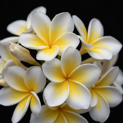 Plumeria