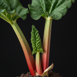 Rabarber