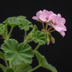 Roos geranium