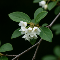 Styrax