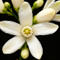 Tunesische oranjebloesem