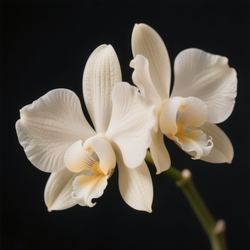 Vanille orchidee